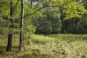 Buildable Northwoods land for sale near Amberg, WI!
