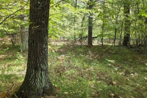 Buildable Northwoods land for sale near Amberg, WI!