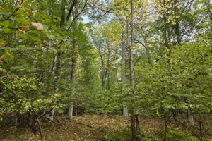 Buildable Northwoods land for sale near Amberg, WI!