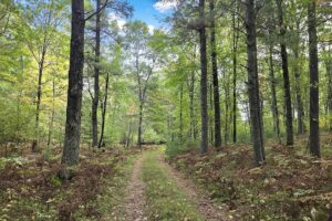 Buildable Northwoods land for sale near Amberg, WI!