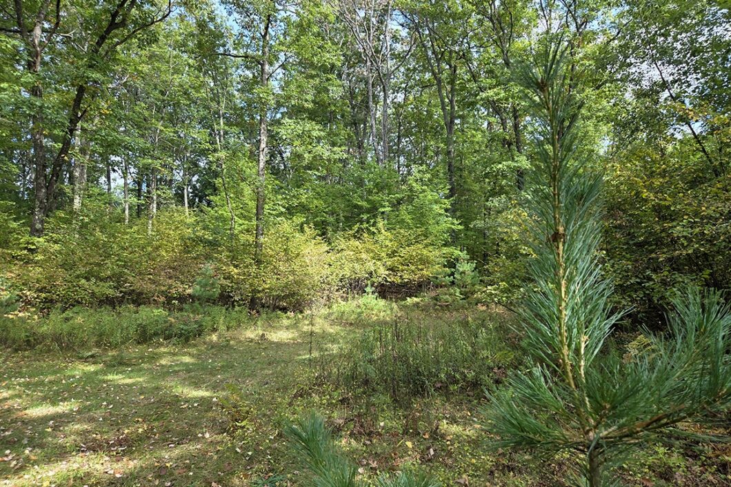 Northern Wisconsin land for sale near Lake Noquebay