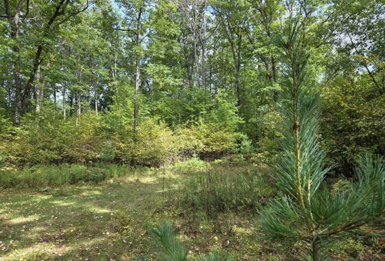 Northern Wisconsin land for sale near Lake Noquebay
