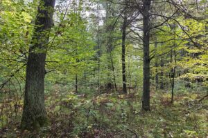 Northern Wisconsin land for sale near Lake Noquebay