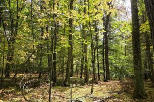 Northern Wisconsin land for sale near Lake Noquebay