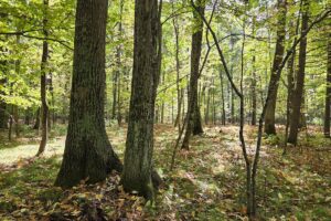 Northern Wisconsin land for sale near Lake Noquebay