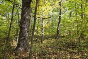 Northern Wisconsin land for sale near Lake Noquebay
