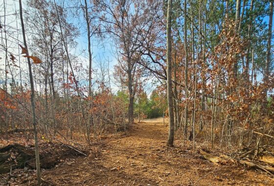 Wooded Wisconsin land for sale near Webster WI with cleared building site, mature hardwoods, and meadow views—ideal Northwoods property for cabin, camping, or home.