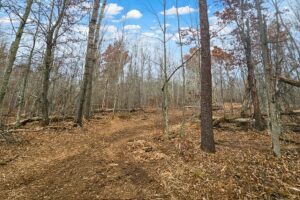 Wooded Wisconsin land for sale near Webster WI with cleared building site, mature hardwoods, and meadow views—ideal Northwoods property for cabin, camping, or home.