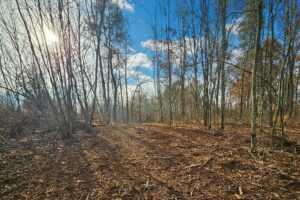 Wooded Wisconsin land for sale near Webster WI with cleared building site, mature hardwoods, and meadow views—ideal Northwoods property for cabin, camping, or home.