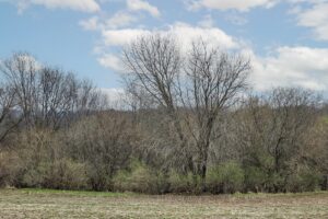 Recreational land with building site for sale near Gays Mills, WI