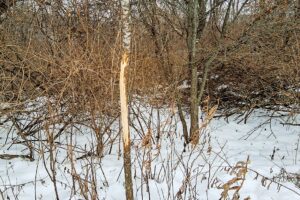 Wisconsin's Driftless Region land for sale with valley views!