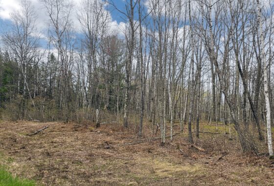 Wooded land for sale in Washburn County, WI near Trego Lake and Namekagon River, ideal for cabin, campsite, or full-time home.