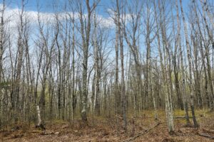 Wooded land for sale in Washburn County, WI near Trego Lake and Namekagon River, ideal for cabin, campsite, or full-time home.