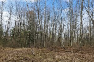 Wooded land for sale in Washburn County, WI near Trego Lake and Namekagon River, ideal for cabin, campsite, or full-time home.