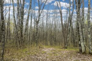 Wooded land for sale in Washburn County, WI near Trego Lake and Namekagon River, ideal for cabin, campsite, or full-time home.