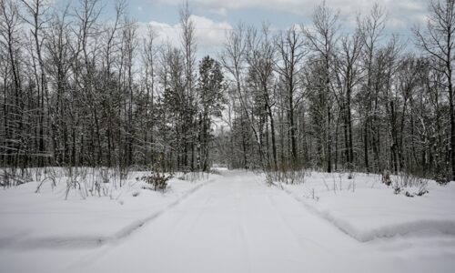 Wooded Northwoods parcel near Trego and Spooner, WI with power at the road, private setting, and access to lakes, rivers, and trails.