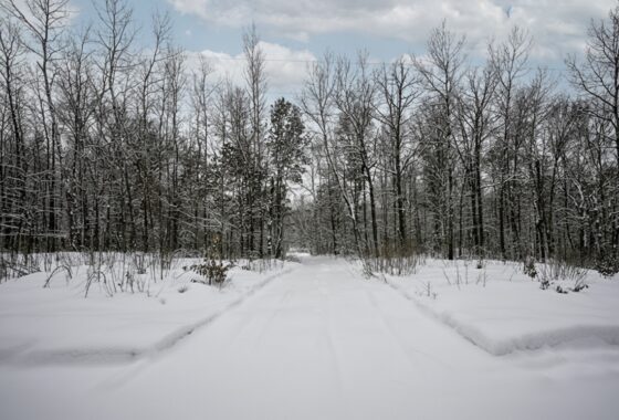 Wooded Northwoods parcel near Trego and Spooner, WI with power at the road, private setting, and access to lakes, rivers, and trails.