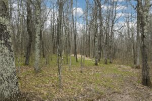 Recreational land for sale in Washburn County, WI near Trego, with power at the road, private Northwoods setting, and access to lakes, rivers, and trails.