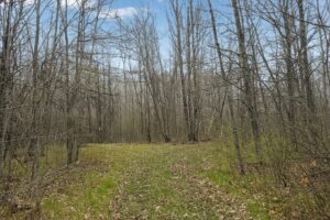 Recreational land for sale in Washburn County, WI near Trego, with power at the road, private Northwoods setting, and access to lakes, rivers, and trails.