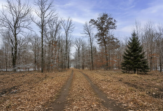 Wooded Acreage For Sale Near Trego Lake – 2 Hours from Twin Cities!