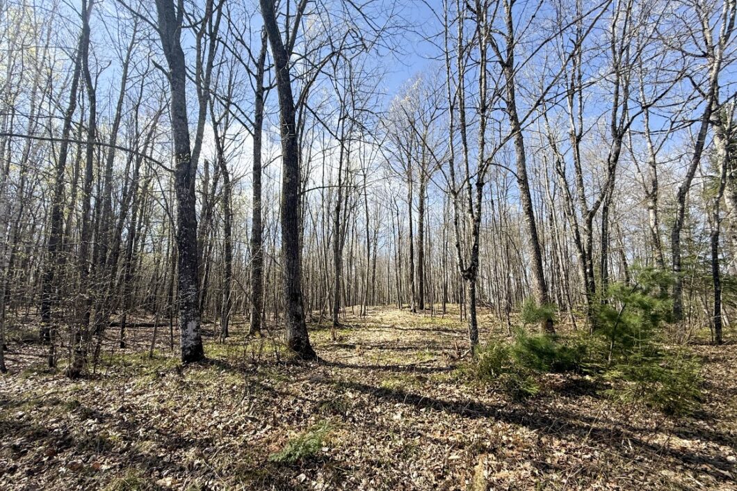 Wooded Northwoods Lot Backing National Forest Near Fishtrap Lake