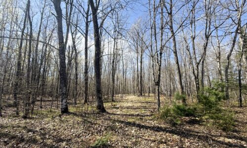 Wooded Northwoods Lot Backing National Forest Near Fishtrap Lake