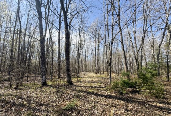 Wooded Northwoods Lot Backing National Forest Near Fishtrap Lake
