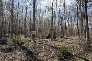 Wooded Northwoods Lot Backing National Forest Near Fishtrap Lake