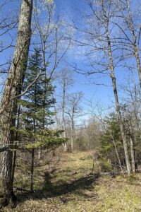 Wooded Northwoods Lot Backing National Forest Near Fishtrap Lake