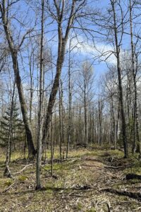 Wooded Northwoods Lot Backing National Forest Near Fishtrap Lake