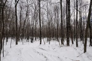 Wooded Northwoods Lot Backing National Forest Near Fishtrap Lake