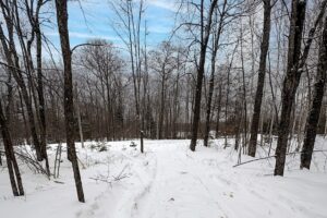 Wooded Northwoods Lot Backing National Forest Near Fishtrap Lake