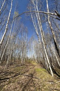 Wooded Northwoods Lot Backing National Forest Near Fishtrap Lake