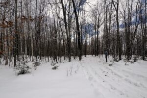 Wooded Northwoods Lot Backing National Forest Near Fishtrap Lake