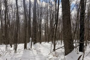 Wooded Northwoods Lot Backing National Forest Near Fishtrap Lake