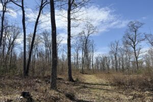 Wooded Northwoods Lot Backing National Forest Near Fishtrap Lake