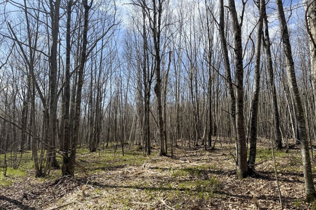 Affordable Buildable Land Near Lakes, Trails & Public Forest – Winter, WI