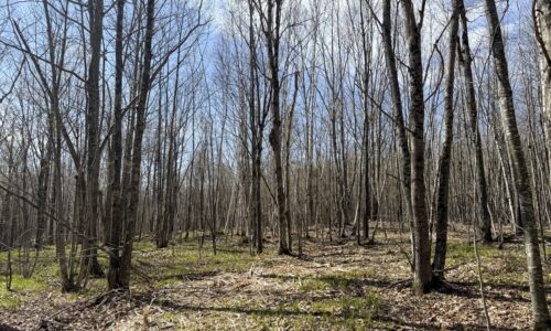 Affordable Buildable Land Near Lakes, Trails & Public Forest – Winter, WI