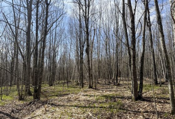 Affordable Buildable Land Near Lakes, Trails & Public Forest – Winter, WI