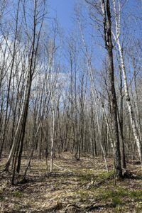 Affordable Buildable Land Near Lakes, Trails & Public Forest – Winter, WI