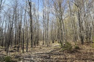 Affordable Buildable Land Near Lakes, Trails & Public Forest – Winter, WI