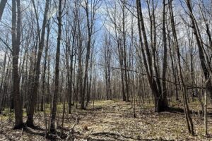 Affordable Buildable Land Near Lakes, Trails & Public Forest – Winter, WI