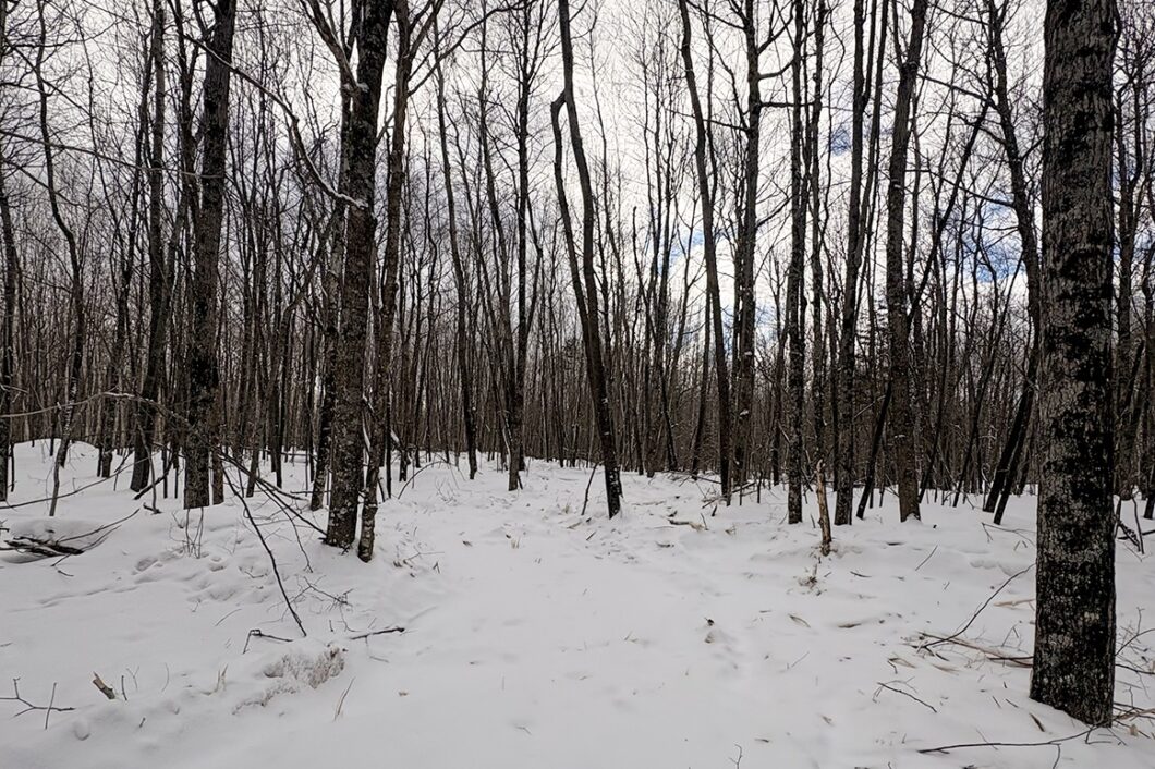 Large 7.3-Acre Parcel Adjoining National Forest Near Winter, WI