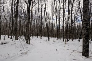 Large 7.3-Acre Parcel Adjoining National Forest Near Winter, WI