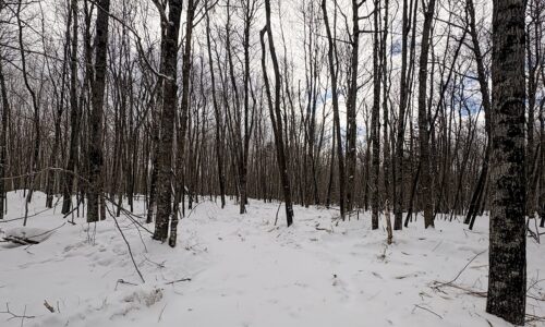 Large 7.3-Acre Parcel Adjoining National Forest Near Winter, WI