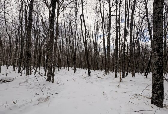 Large 7.3-Acre Parcel Adjoining National Forest Near Winter, WI