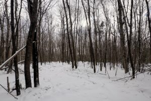 Large 7.3-Acre Parcel Adjoining National Forest Near Winter, WI