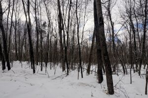 Large 7.3-Acre Parcel Adjoining National Forest Near Winter, WI