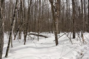 Large 7.3-Acre Parcel Adjoining National Forest Near Winter, WI
