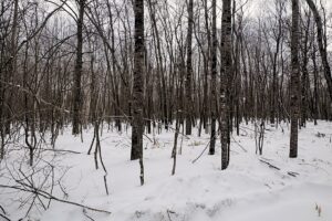 Large 7.3-Acre Parcel Adjoining National Forest Near Winter, WI